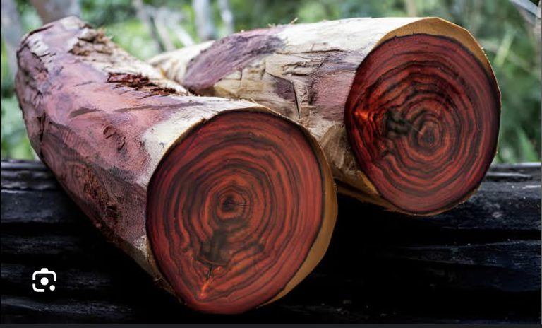 ROSEWOOD VELVET MOSS FRAGRANCE OIL Item | Buy ROSEWOOD VELVET MOSS FRAGRANCE OIL | SPOP Enterprise Global