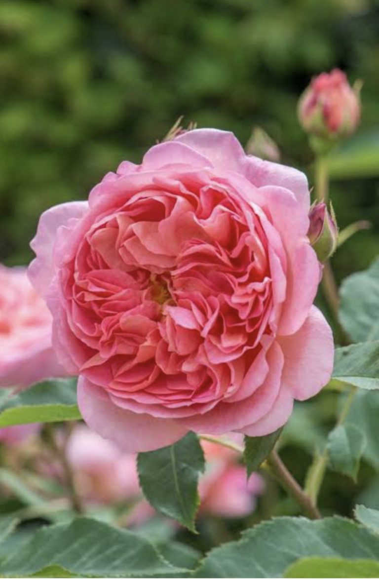 Sweet Rose Fragrance Oil Item | Buy Sweet Rose Fragrance Oil | SPOP Enterprise Global