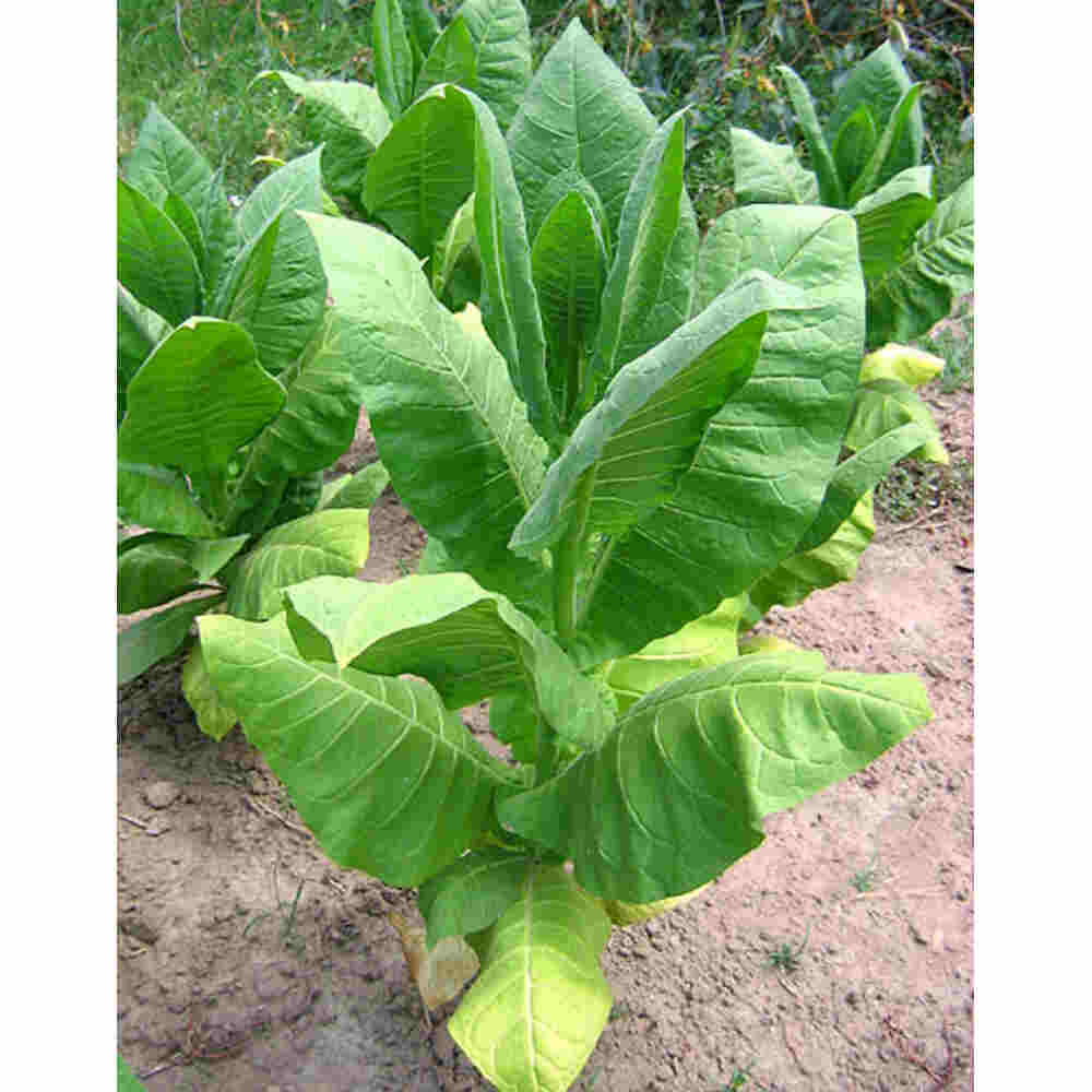 Tobacco Plant Seedling Item | Buy Tobacco Plant Seedling | SPOP Enterprise Global