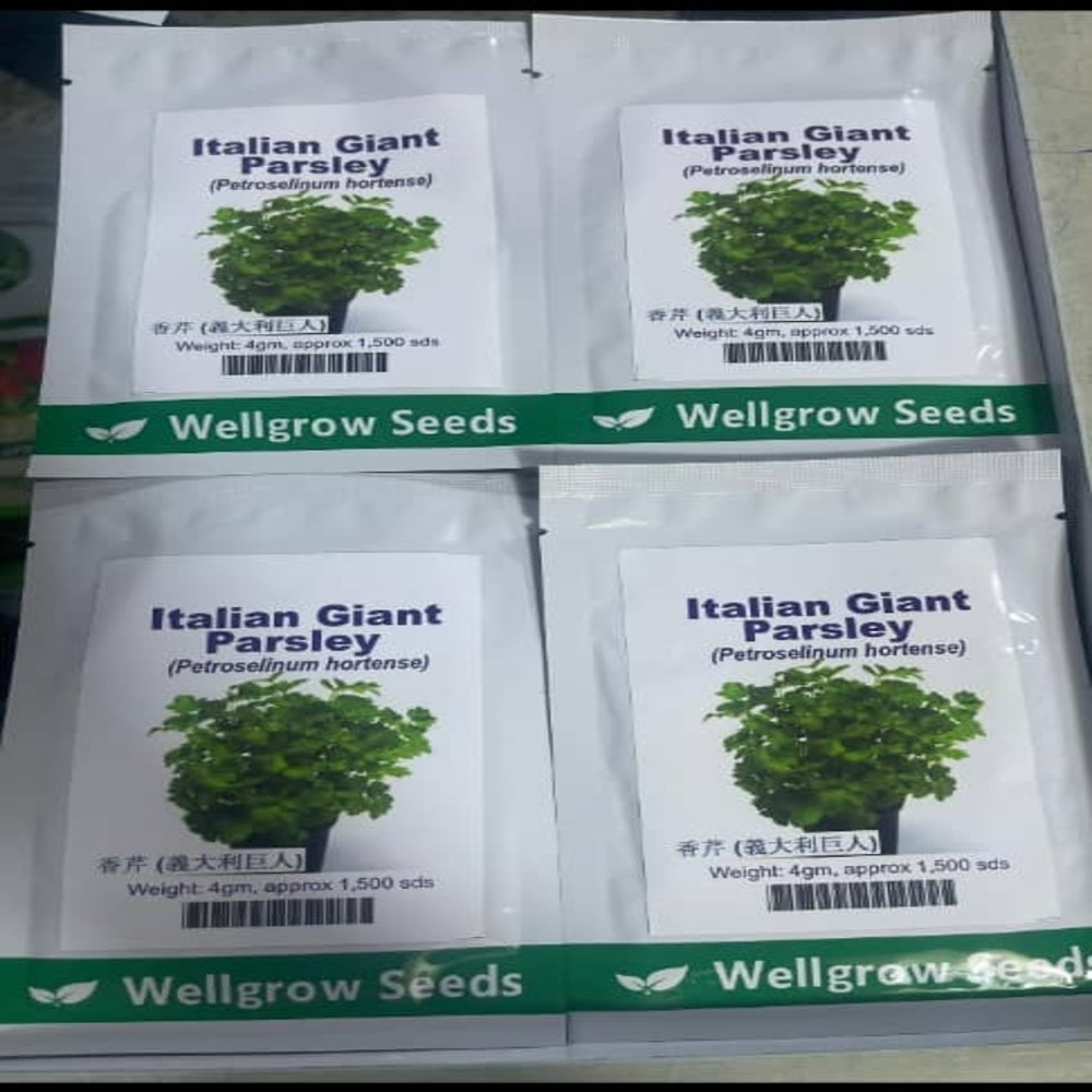 Italian Giant Parsley (Well Grow) | 4g (1500 Seeds) Item | Buy Italian Giant Parsley (Well Grow) | 4g (1500 Seeds) | SPOP Enterprise Global