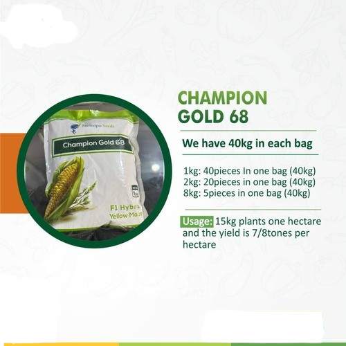 Item | Buy Champion Gold 68 F1 hybrid yellow maize | 2kg | SPOP Enterprise Global