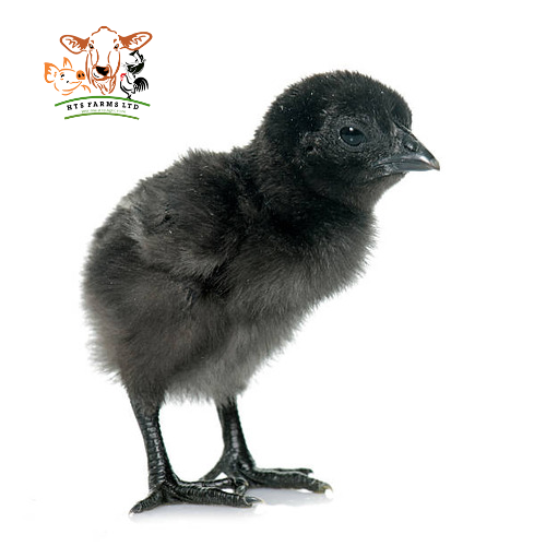 Day Old Black Cockerel | 1 Carton Item | Buy Day Old Black Cockerel | 1 Carton | SPOP Enterprise Global