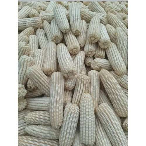 Sammaz 15 Maize Seed | 5kg Item | Buy Sammaz 15 Maize Seed | 5kg | SPOP Enterprise Global
