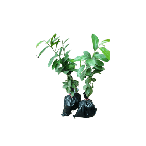 Hybrid Soursop Seedling Item | Buy Hybrid Soursop Seedling | SPOP Enterprise Global