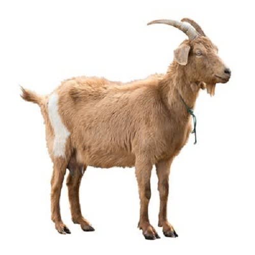 Draminski Ovulation Detector for Sheep, Goat and Pig (Pre-order) Item | Buy Draminski Ovulation Detector for Sheep, Goat and Pig (Pre-order) | SPOP Enterprise Global