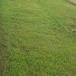 Scotts Carpet (Bermuda) Grass Seeds (Up to 5,000SQFT) | 2.26kg Item | Buy Scotts Carpet (Bermuda) Grass Seeds (Up to 5,000SQFT) | 2.26kg | SPOP Enterprise Global
