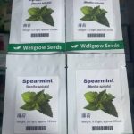Spearmint (Mentha spicata) Well Grow | 0.01g (120 Seeds) Item | Buy Spearmint (Mentha spicata) Well Grow | 0.01g (120 Seeds) | SPOP Enterprise Global