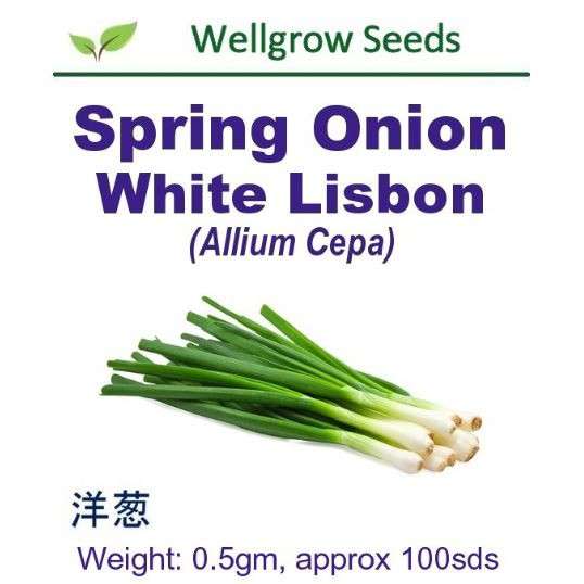 Spring Onion White Lisbon (Allium Cepa) Well Grow | 0.5g (100 Seeds Item | Buy Spring Onion White Lisbon (Allium Cepa) Well Grow | 0.5g (100 Seeds | SPOP Enterprise Global