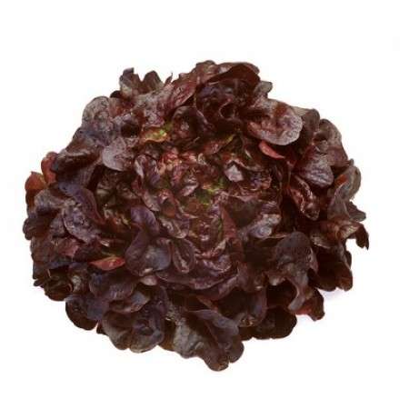 Oak Leaf Red Outdoor Mondai RZ (1000 seeds Item | Buy Oak Leaf Red Outdoor Mondai RZ (1000 seeds | SPOP Enterprise Global