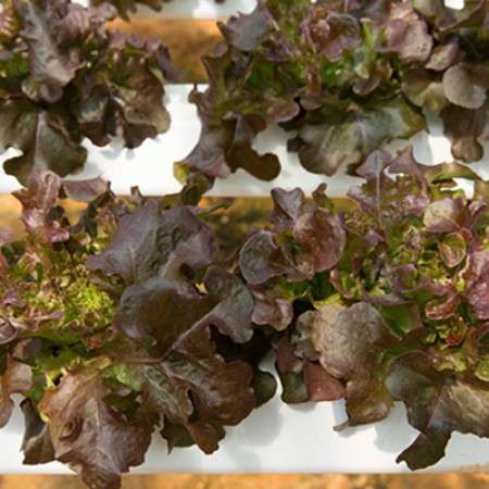 Oak Leaf Red Outdoor Mondai RZ (1000 seeds Item | Buy Oak Leaf Red Outdoor Mondai RZ (1000 seeds | SPOP Enterprise Global