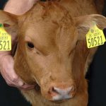 Ear Tag for Cattle (Large Livestock) Item | Buy Ear Tag for Cattle (Large Livestock) | SPOP Enterprise Global