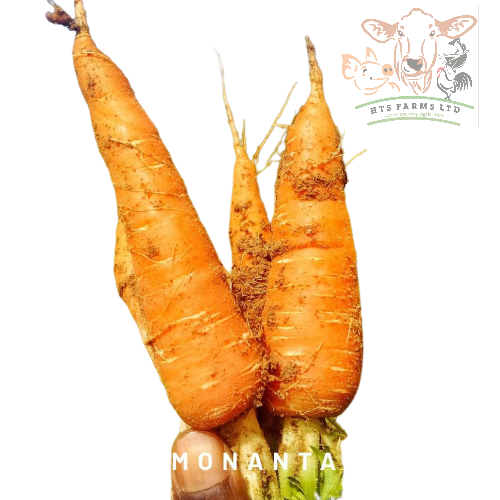Carrot Nantes Monanta RZ Item | Buy Carrot Nantes Monanta RZ | SPOP Enterprise Global