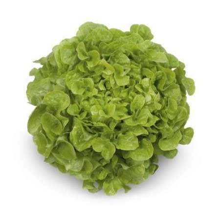 Kristine RZ – Oakleaf Green Lettuce Item | Buy Kristine RZ – Oakleaf Green Lettuce | SPOP Enterprise Global
