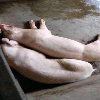 Pig Large White | 100kg Item | Buy Pig Large White | 100kg | SPOP Enterprise Global