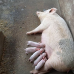 Pig Large White | 100kg Item | Buy Pig Large White | 100kg | SPOP Enterprise Global