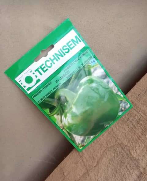 Sweet Pepper – F1 Jason (Technisem | 5g) Item | Buy Sweet Pepper – F1 Jason (Technisem | 5g) | SPOP Enterprise Global