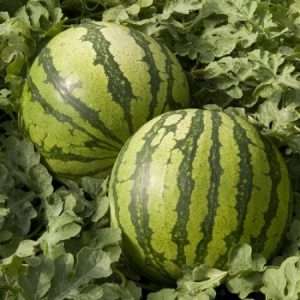 Watermelon Baronesa RZ F1 Seed (100 Seeds) Item | Buy Watermelon Baronesa RZ F1 Seed (100 Seeds) | SPOP Enterprise Global