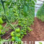 Tomato Uwezo RZ F1 | 100 Seeds Item | Buy Tomato Uwezo RZ F1 | 100 Seeds | SPOP Enterprise Global