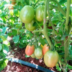 Tomato Gamhar RZ F1 | 100 Seeds Item | Buy Tomato Gamhar RZ F1 | 100 Seeds | SPOP Enterprise Global