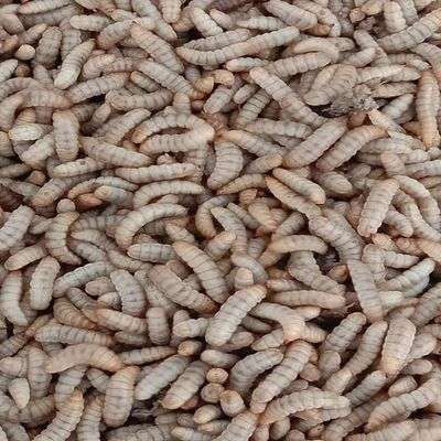 Life BSF Larvae (1kg) Item | Buy Life BSF Larvae (1kg) | SPOP Enterprise Global