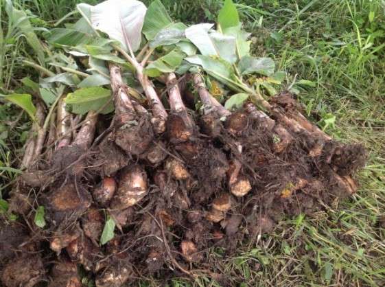 Plantain Sucker | 1 Dozen Item | Buy Plantain Sucker | 1 Dozen | SPOP Enterprise Global