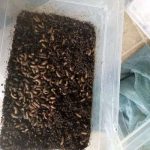 BSF Pre Pupae (Starter Stock) – 1kg Item | Buy BSF Pre Pupae (Starter Stock) – 1kg | SPOP Enterprise Global