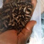 BSF Pre Pupae (Starter Stock) – 1kg Item | Buy BSF Pre Pupae (Starter Stock) – 1kg | SPOP Enterprise Global