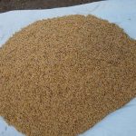 Faro 44 Lowland Rice Seeds Item | Buy Faro 44 Lowland Rice Seeds | SPOP Enterprise Global
