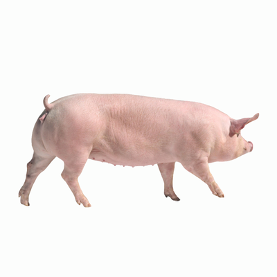 Pig Large White | 100kg Item | Buy Pig Large White | 100kg | SPOP Enterprise Global