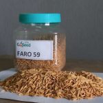 Faro 59 (NERICA 8 – Upland Variety) Rice Seeds Item | Buy Faro 59 (NERICA 8 – Upland Variety) Rice Seeds | SPOP Enterprise Global