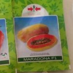 East West Maradona Pawpaw Seed | 500 Seeds Item | Buy East West Maradona Pawpaw Seed | 500 Seeds | SPOP Enterprise Global