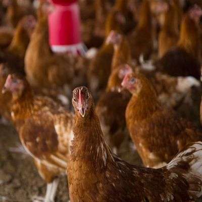 ISA Brown Point of Lay Birds (12 Weeks) | (MOQ: 500 birds) Item | Buy ISA Brown Point of Lay Birds (12 Weeks) | (MOQ: 500 birds) | SPOP Enterprise Global