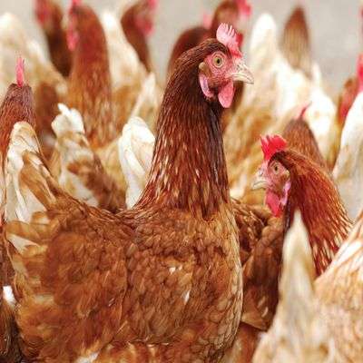 ISA Brown Point of Lay Birds (12 Weeks) | (MOQ: 500 birds) Item | Buy ISA Brown Point of Lay Birds (12 Weeks) | (MOQ: 500 birds) | SPOP Enterprise Global