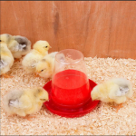 Transparent Chicks Drinkers Item | Buy Transparent Chicks Drinkers | SPOP Enterprise Global