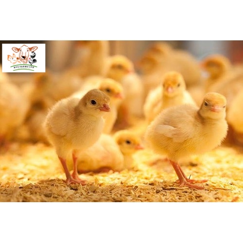 ISA Brown Day Old Pullet | Farm Support (1 Carton) Item | Buy ISA Brown Day Old Pullet | Farm Support (1 Carton) | SPOP Enterprise Global