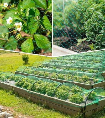 Bird Netting for Garden (5x20m) Garden Netting Pest Barrier/Plastic netting Item | Buy Bird Netting for Garden (5x20m) Garden Netting Pest Barrier/Plastic netting | SPOP Enterprise Global